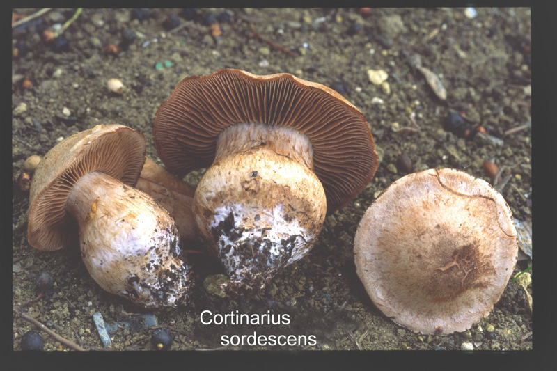 Cortinarius sordescens-amf647.jpg - Cortinarius sordescens ; Syn: Phlegmacium sordescens ; Nom français: Cortinaire gris brunâtre sale